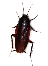 Brown Banded cockroach