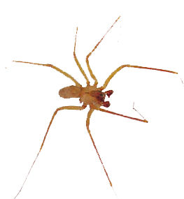 Desert Brown Spider – Enviro Guard Pest Control