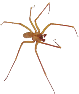 Desert Brown Spider