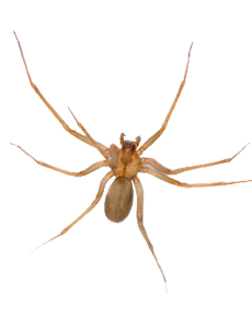 desert recluse spider