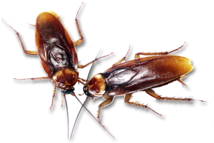Roach Control Service