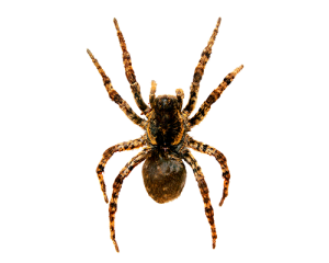 Spider Extermination Service