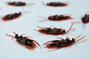 Pest Control Roaches Las Vegas