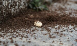 Ant pest control Las Vegas