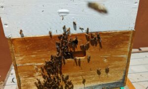 Bee Exterminator Las Vegas