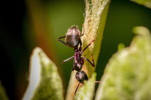Ant Invasions in Las Vegas