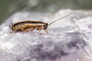 Home Remedies for Cockroaches