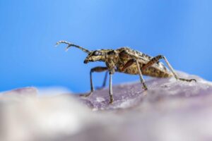 Scorpion Control