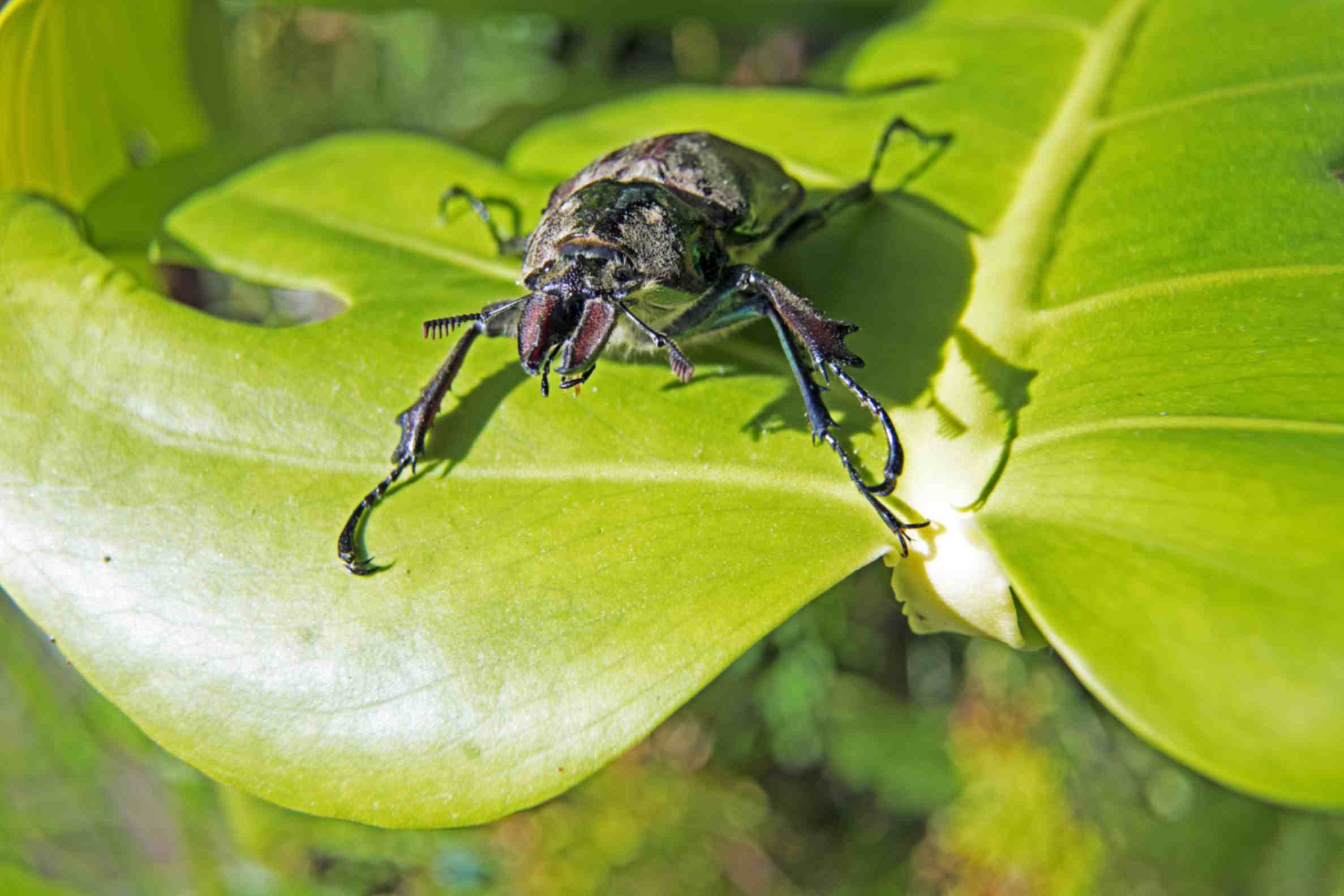 Remove Food Scorpions Control