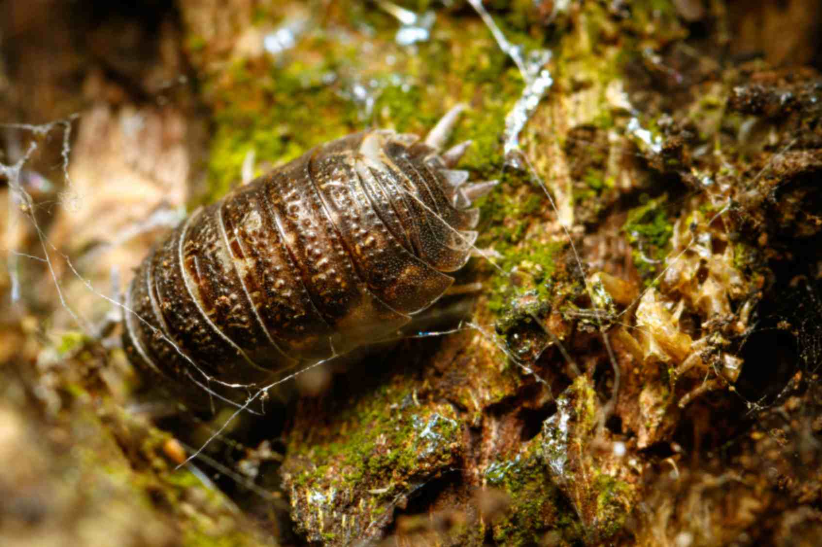 eliminate scorpion food sources